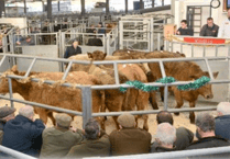 Holsworthy Livestock Market Report: Wednesday, November 26