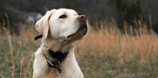 Cornwall's dog owners encouraged to visit Cardinham Woods 