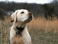 Cornwall's dog owners encouraged to visit Cardinham Woods 