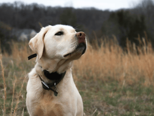 Cornwall's dog owners encouraged to visit Cardinham Woods 