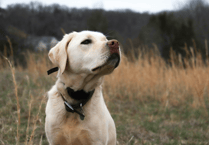 Cornwall's dog owners encouraged to get out in the Duchy this January