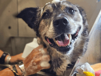 Animals are starving behind closed doors warns charity