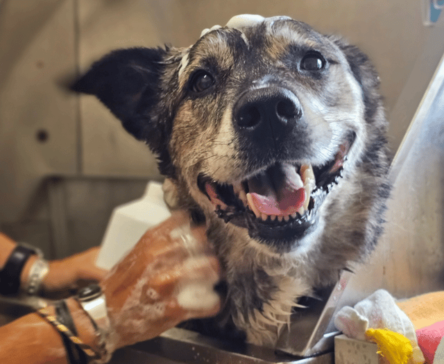 Animals are starving behind closed doors warns charity