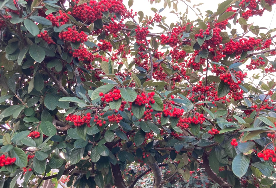 Gardening with Martin Pallett: Lots to be enjoying and looking at