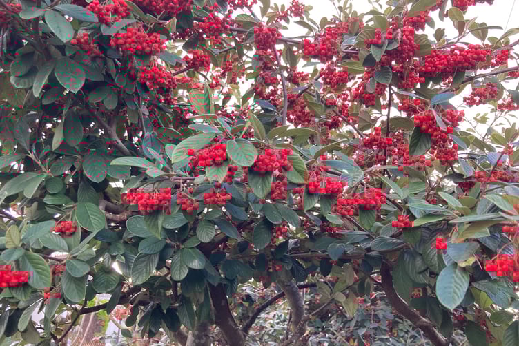 Look at and enjoy what is around you in the garden at this time of year. (Picture: Andrew Townsend)
