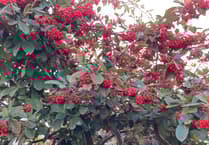 Gardening with Martin Pallett: Lots to be enjoying and looking at