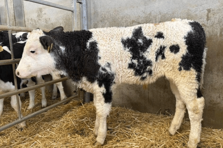 Another remarkable calf trade in Holsworthy with 28% of the calf entry selling
over £500/head.