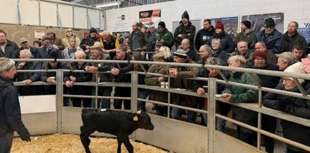 Holsworthy Livestock Market Report: Wednesday, December 17
