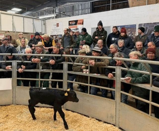 Holsworthy Livestock Market Report: Wednesday, December 17