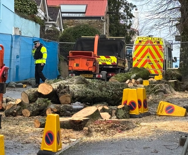 Council changes to be made following controversial felling of trees
