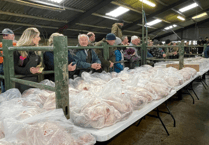 Hallworthy Livestock Market Report: Thursday, December 18