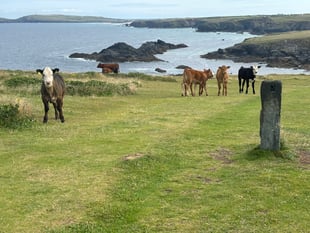 Cornish farmer fined after elderly dog walker attacked by cows