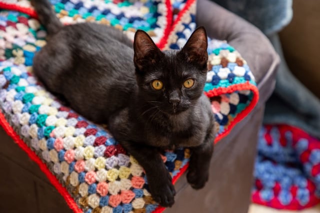 Cornwall residents invited to knit for pets in need this winter