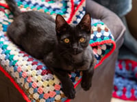 Cornwall residents invited to knit for pets in need this winter