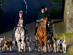Hunts continue tradition despite looming government ban