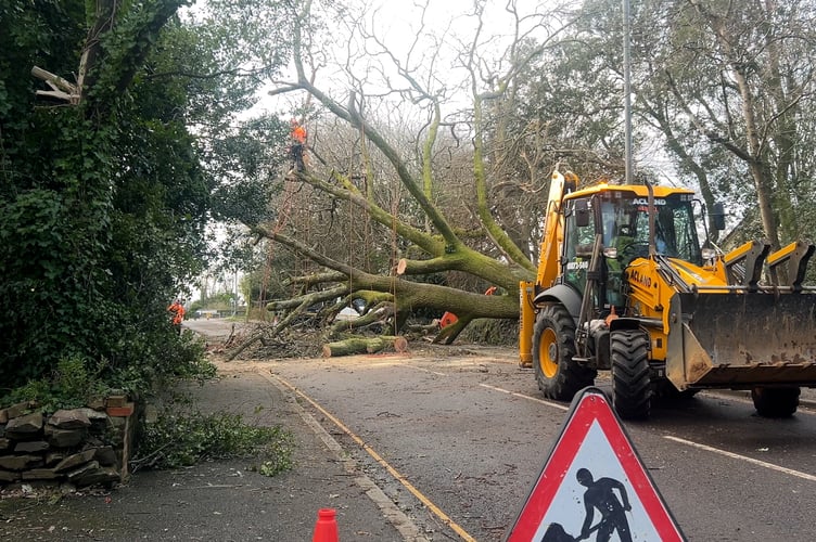 Storm Goretti - a tree down in Pendarves Road, Camborne