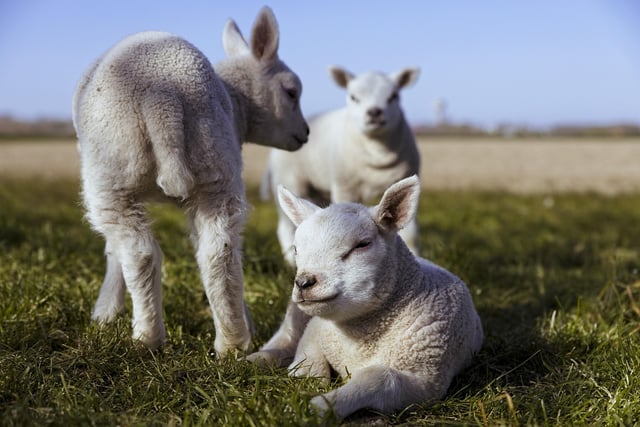 Sheep Association calls on dog owners to tackle sheep worrying