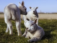 Sheep Association calls on dog owners to tackle sheep worrying