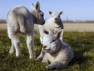 Farmers battling  ‘a perfect storm’ of nutritional challenges