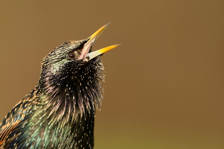 Starling Sturnus vulgaris, London, December