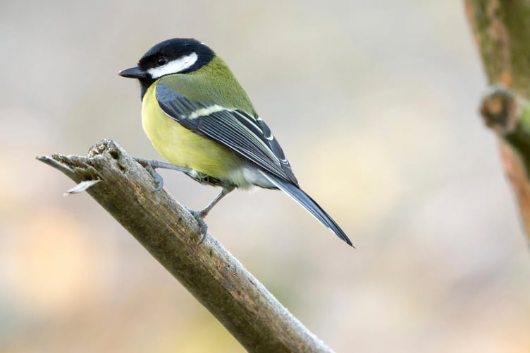 Great tit Parus major, December
