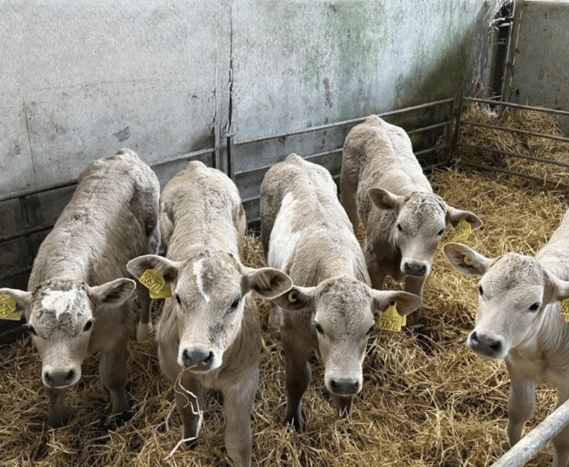 Holsworthy Livestock Market Report: Wednesday, January 14