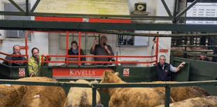Hallworthy Livestock Market Report: Thursday, January 15