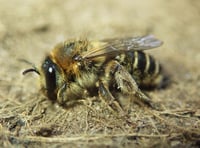 Researchers make exciting bee discovery in Cornwall