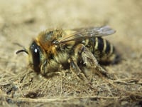 Researchers make exciting bee discovery in Cornwall