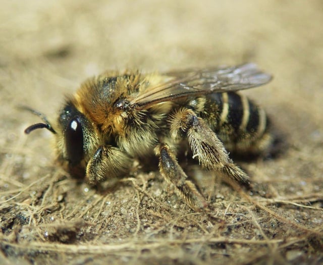 Researchers make exciting bee discovery in Cornwall