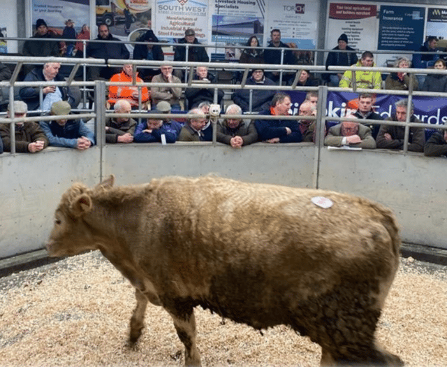 Holsworthy Livestock Market Report: Wednesday, January 21