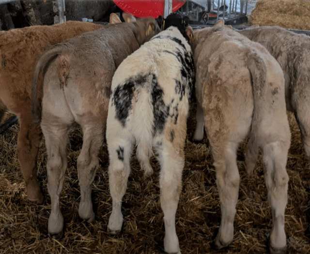 Holsworthy Livestock Market Report: Wednesday, January 28