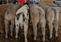 Holsworthy Livestock Market Report: Wednesday, January 28