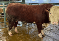 Hallworthy Livestock Market Report: Thursday, February 5