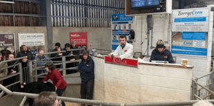 Holsworthy Livestock Market Report: Wednesday, February 11