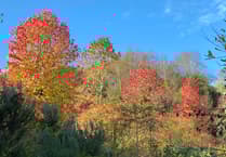 Gardening with Martin Pallett: We are being encouraged to plant more trees