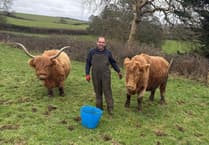 Farmer found 'utter carnage' after cow chased to its death by dog