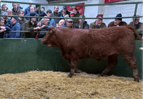 Hallworthy Livestock Market Report: Thursday, February 19