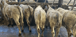 Holsworthy Livestock Market Report: Wednesday, February 18
