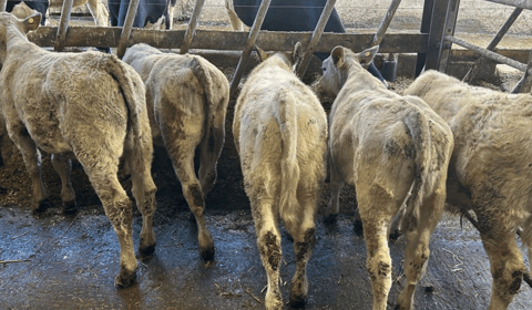 Holsworthy Livestock Market Report: Wednesday, February 18