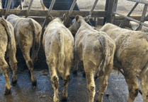 Holsworthy Livestock Market Report: Wednesday, February 18