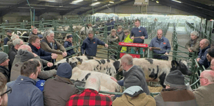 Hallworthy Livestock Market Report: Thursday, February 26