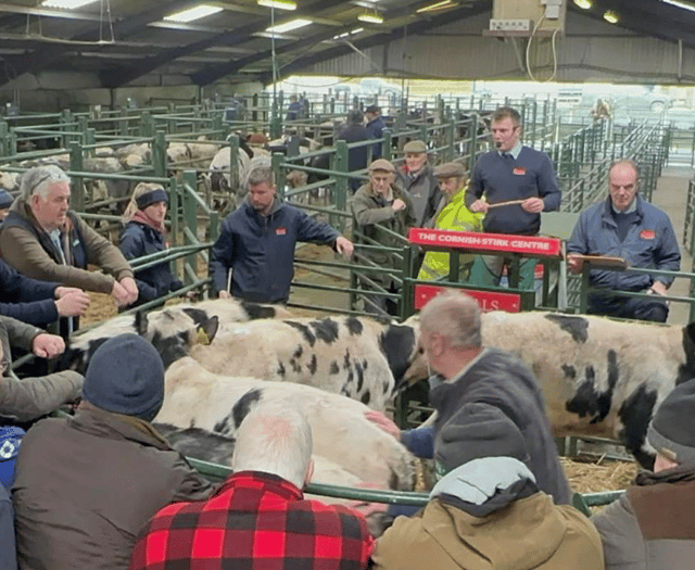 Hallworthy Livestock Market Report: Thursday, February 26