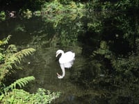 Henwyn tyller/Place names: Tehidy Country Park