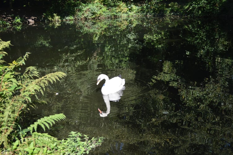 A swan in Tehidy Country Park