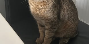 Pet owner’s joy as lost cat found 19 months later