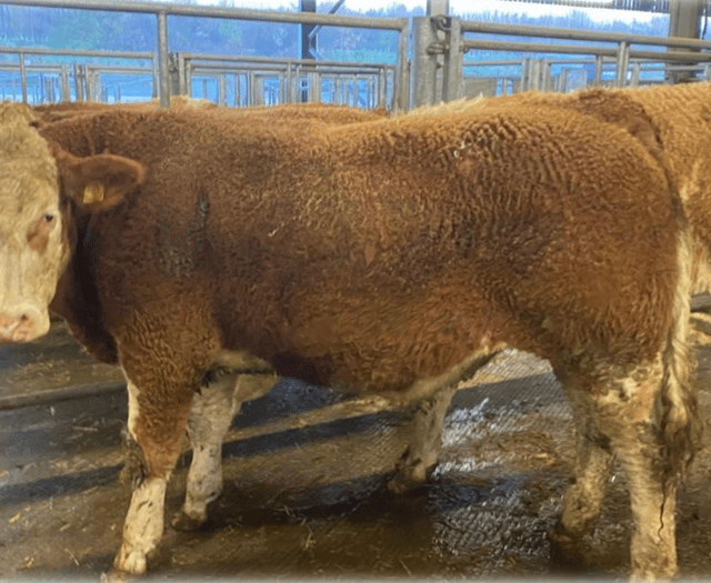 Holsworthy Livestock Market Report: Wednesday, March 4