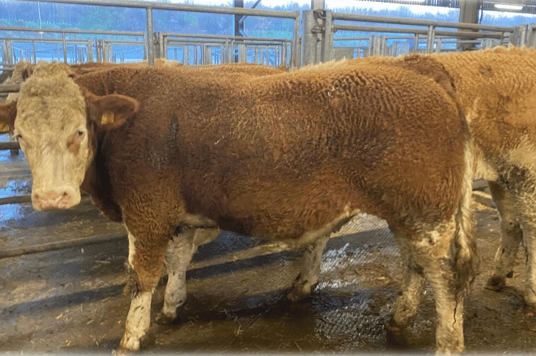 An outstanding day for our annual March show and sale with 480 cattle penned
to a top of £2500 for 2 23mth Charolais from Messrs RH & GA Morrish.