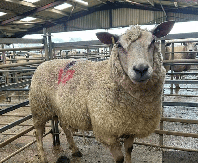 Hallworthy Livestock Market Report: Thursday, March 5