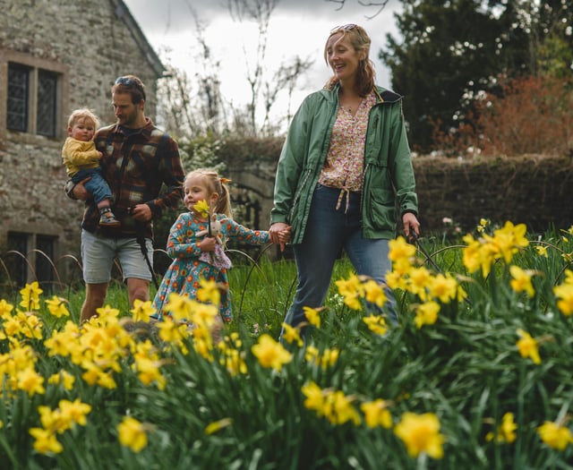 Spring turns Cotehele gold as daffodils bloom